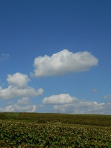 絵に描いたような青い空と白い雲。シャンパーニュは今日もいい天気！